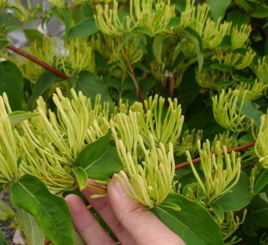 菊花种植基地